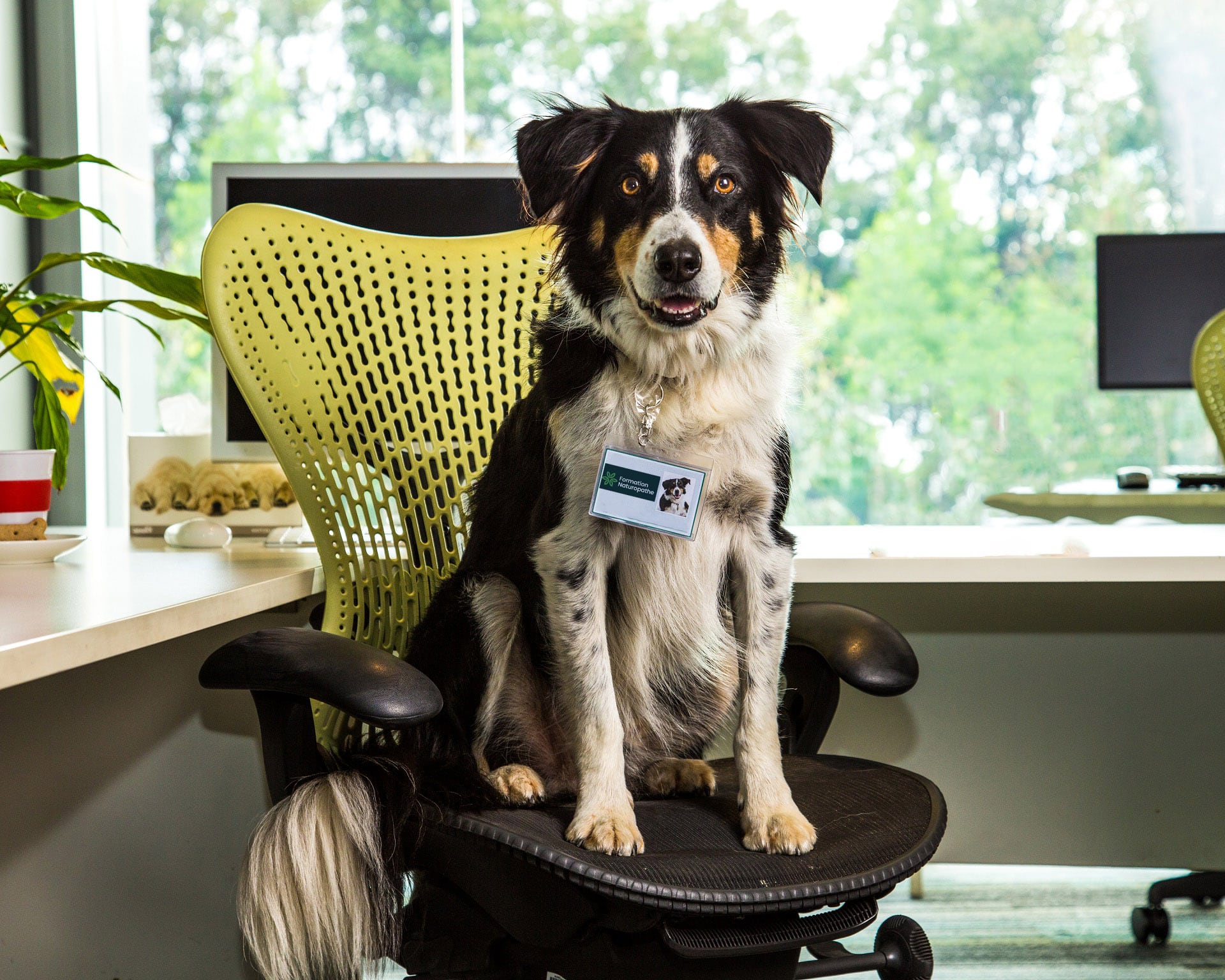 Formation Naturopathe Canin Devenir un expert en santé naturelle pour