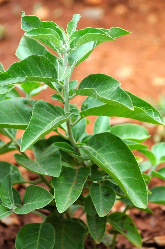 Plante adaptogène: Ashwagandha