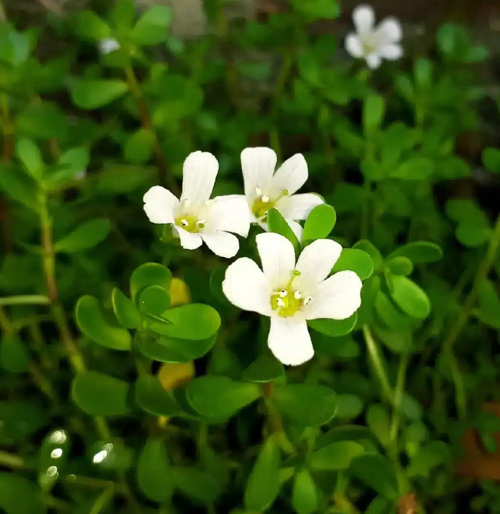 Plante adaptogène : Bacopa monnieri