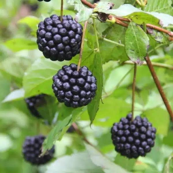 Plante adaptogène : Éleuthérocoque ou Ginseng sibérien