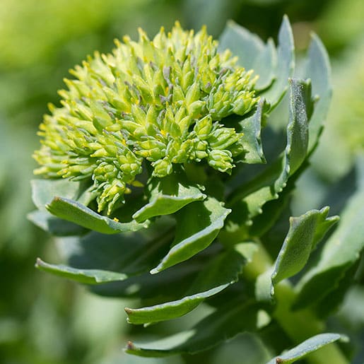 Plante adaptogène : Rhodiola