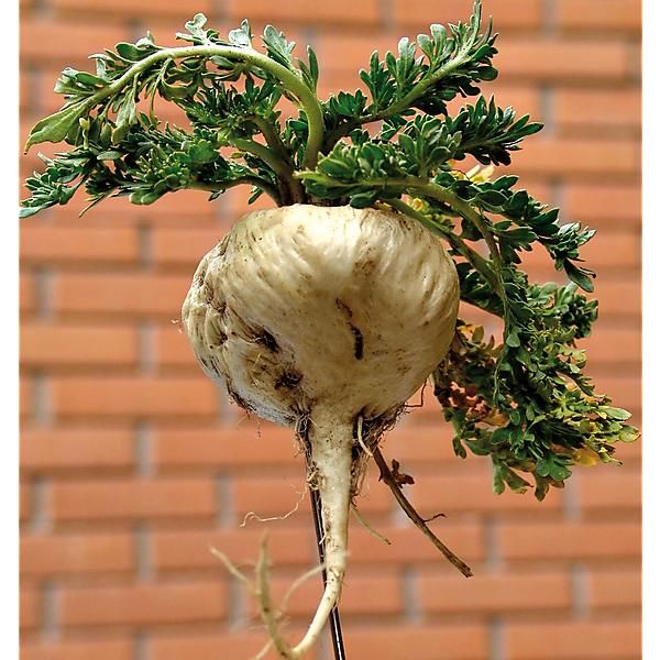 Plante adaptogène : Maca