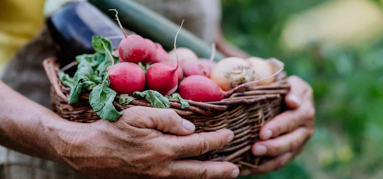 A close-up of senior farmer holding basket with autumn harvest from her garden.