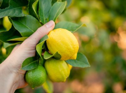 Les bienfaits surprenants du citron en naturopathie