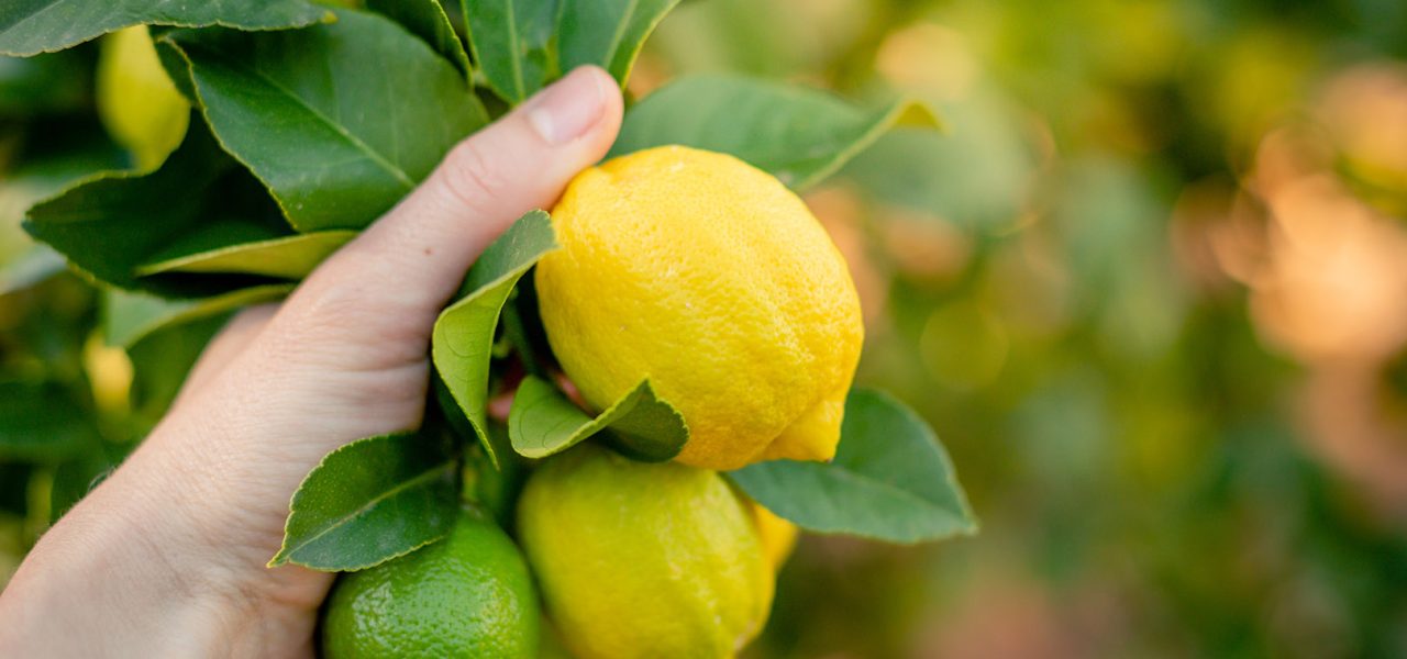 Les bienfaits surprenants du citron en naturopathie