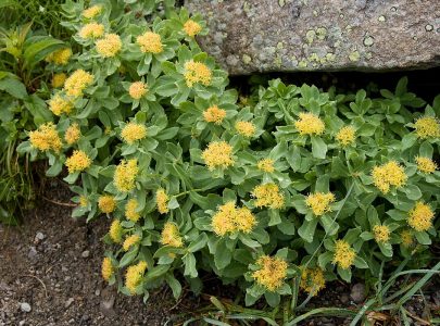 Plante adaptogène Rhodiola rosea