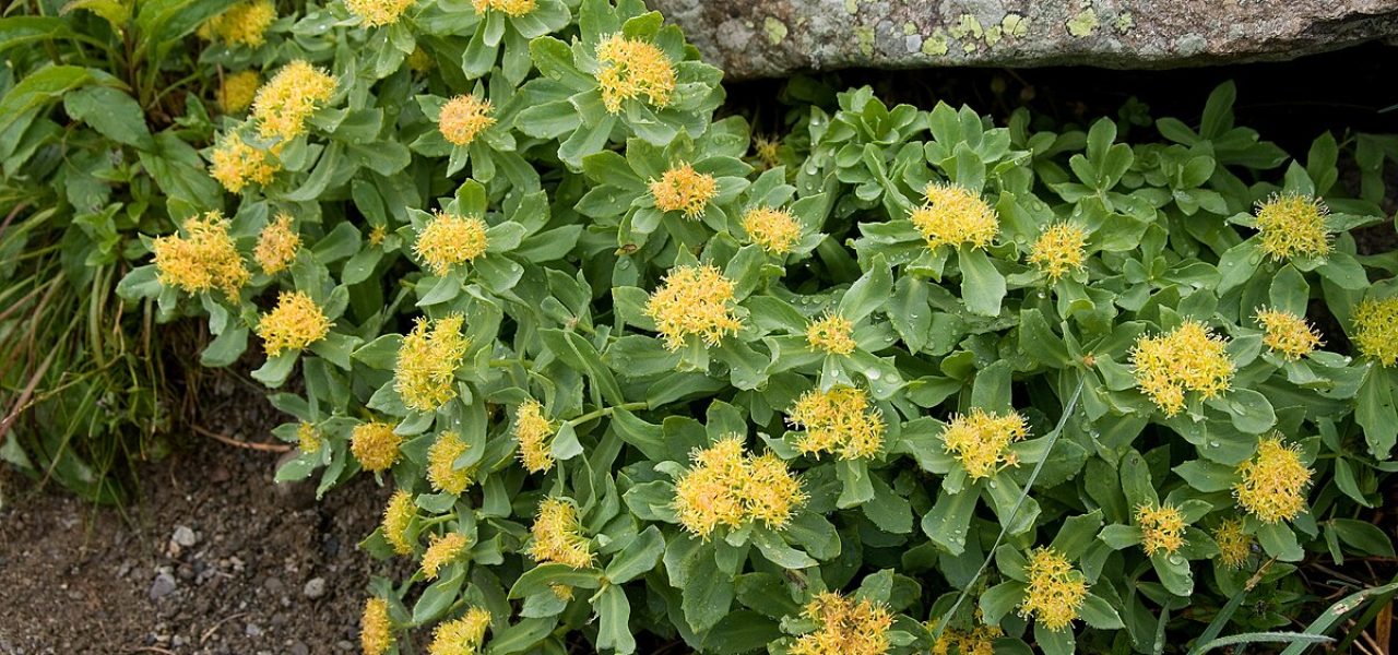 Plante adaptogène Rhodiola rosea