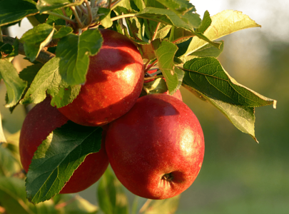 Pourquoi la pomme d’octobre est l’aliment le plus sous-estimé de la naturopathie