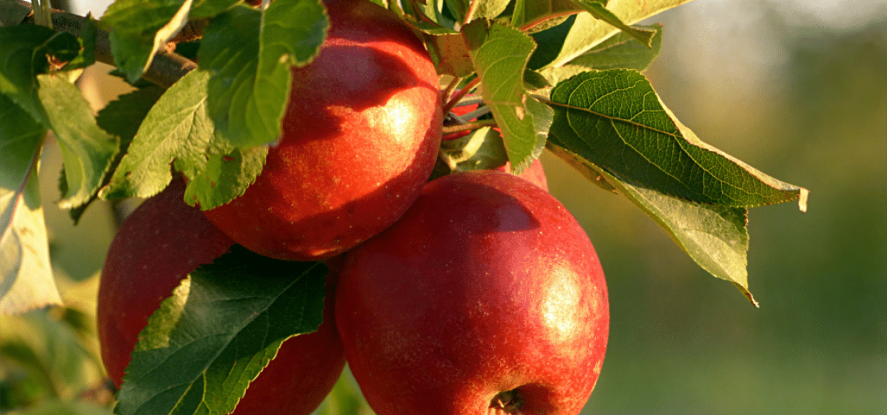 Pourquoi la pomme d’octobre est l’aliment le plus sous-estimé de la naturopathie