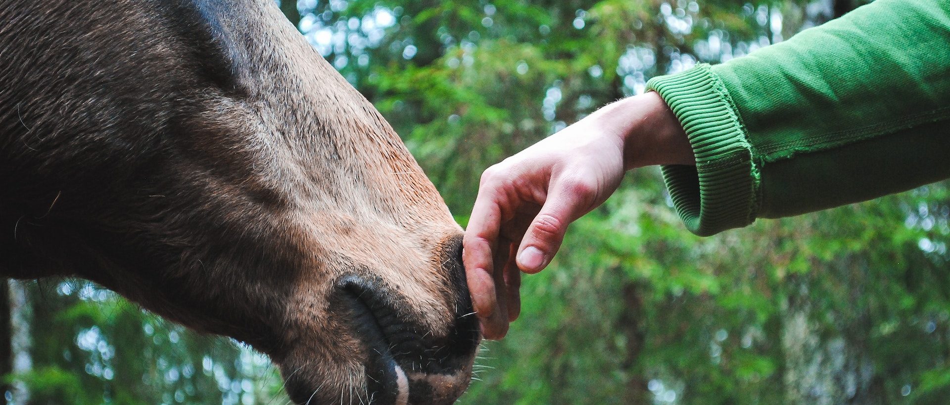 formation naturopathe animalier