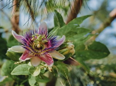 passiflore anxiété